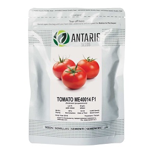 بذر گوجه فرنگی ME40014 آنتاریس
