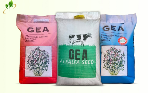 بذر یونجه ایتالیایی gea دارای بالاترین راندمان تولید یونجه در کشور و دارای عنوان برترین بذر یونجه خارجی