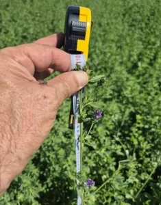 بذر یونجه ایتالیایی جیا