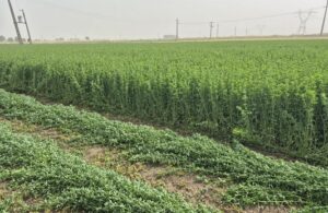 بذر یونجه ایتالیایی جیا