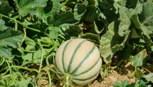 بذر طالبی سمسوری هد بذر طالبی سمسوری هد