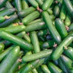 بذر خیار بیت آلفای روزن سید