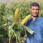 بذر ذرت شیرین رویال اسلویس |شاپ ثمر