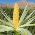 بذر ذرت شیرین رویال اسلویس |شاپ ثمر