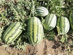 بذر هندوانه سوپر دراگون 4