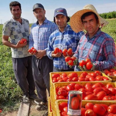 بذر گوجه رد استار