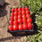 بذر گوجه رد استار