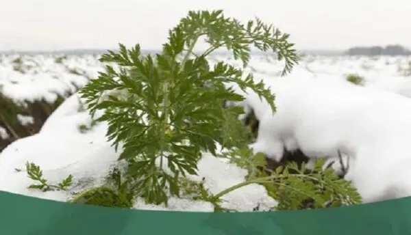 بهترین زمان برای یخ آب زمستانه