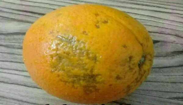 عارضه پیری میوه