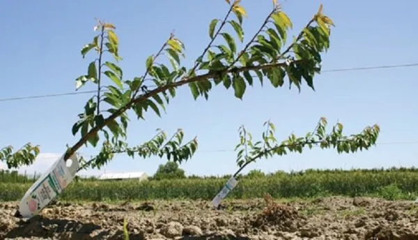 انتخاب رقم مناسب برای احداث باغ