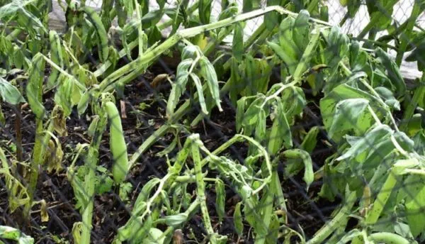 تنش سرما و سرمازدگی در باقلا