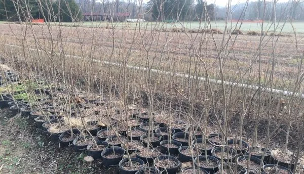 زمان مناسب جابه جایی درختان