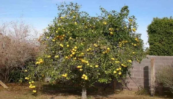 گیاهشناسی درخت گریپ فروت