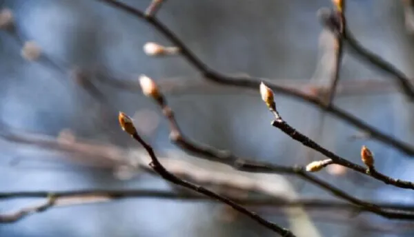 5 علت اصلی سرمازدگی بهاره گیاهان و درختان