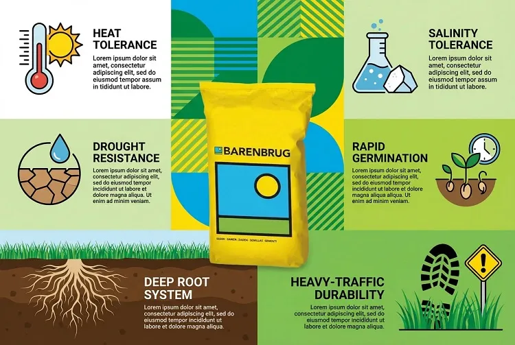 بذر چمن برموداگراس|معرفی، کاشت و مزایای چمن مقاوم به گرما و خشکی