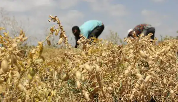 افزایش عملکرد نخود