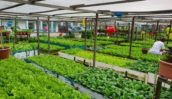 انتخاب بهترین تناوب برای محصولات گلخانه‌ای