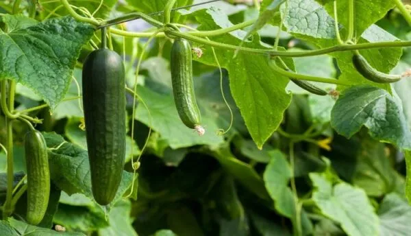 اهمیت کلسیم برای خیار