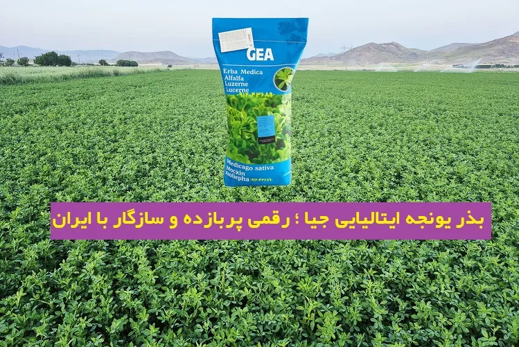 بذر یونجه ایتالیایی جیا