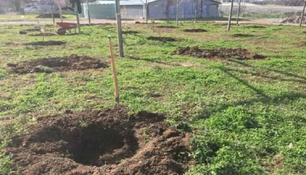 فواصل بین درختان در باغ