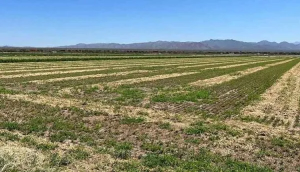 مدیریت یونجه در شرایط خشکسالی