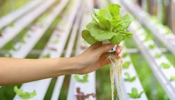 مزایا و معایب سیستم هیدروپونیک