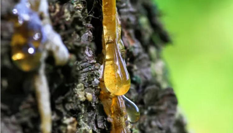 انواع صمغ‌ها و شیره‌ها (رزین‌ها) و کاربرد آنها