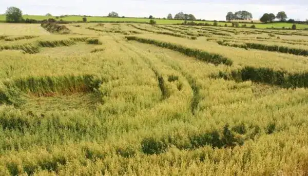 عوامل ایجاد ورس در گیاهان