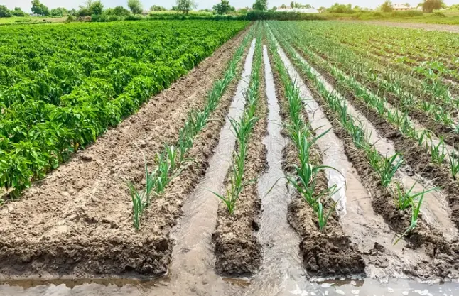 مزایا و معایب آبیاری غرقابی