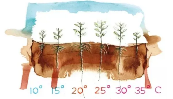 5 تاثیر مهم دمای محیط ریشه بر رشد گیاهان