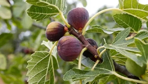 5 نکته مهم در نگهداری و آبیاری درخت انجیر