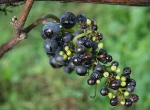 دلایل ایجاد شات بری در انگور