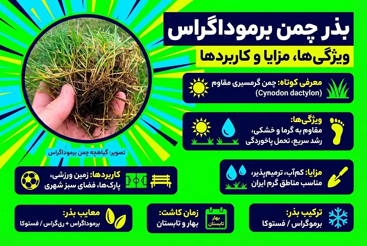 بذر چمن برموداگراس؛همه چیز درباره ویژگی‌ها،مزایا و کاربردها