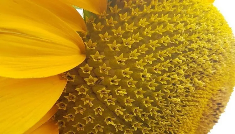 تأثیر کود فسفر مایع معجزه‌گر در آفتابگردان