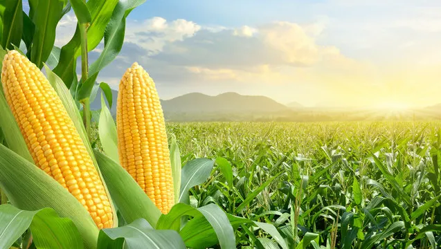 اصول کاشت ذرت و اصول فنی آن