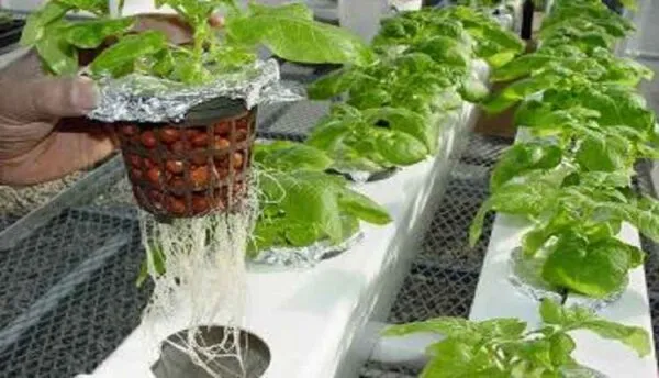 انواع بسترهای کشت هیدروپونیک