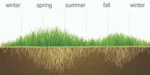 تصویر (2) اهمیت انتخاب فصل مناسب کاشت بذر چمن 