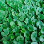 بذر شبدر زینتی دایکوندرا