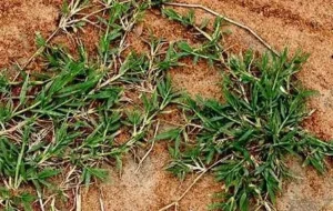 گیاهچه بذر چمن برموداگراس