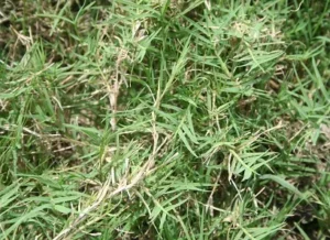 تصویر (6) چمن سینودون داکتیلون (برموداگراس) 