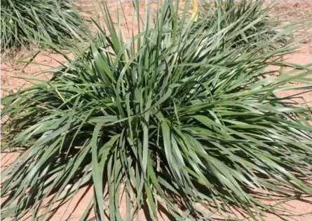 بذر چمن فستوکا