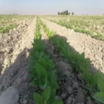 بذر کنجد ناشکوفا