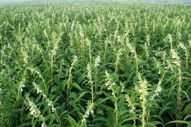 بذر کنجد ناشکوفا