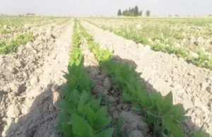 روش کاشت بذر کنجد