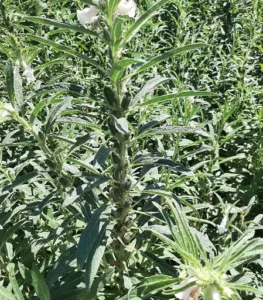 بذر کنجد ناشکوفا