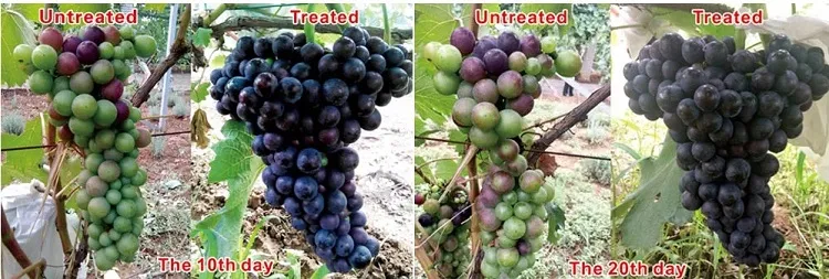 تاثیرات آبسزیک اسید در کشاورزی