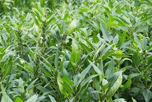 تغذیه گیاه کنجد