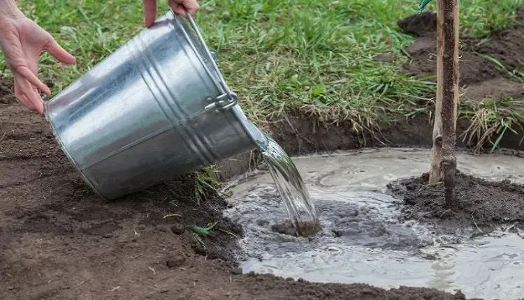 جذب آب از خاک توسط درختان