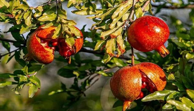 جلوگیری از ترک خوردگی میوه