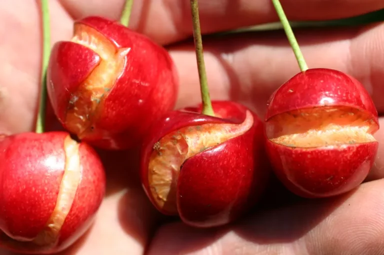 دلایل ترک خوردن میوه گیلاس